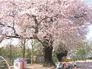 桜台保育園の写真