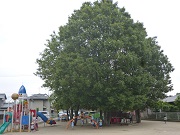 西成幼稚園の写真